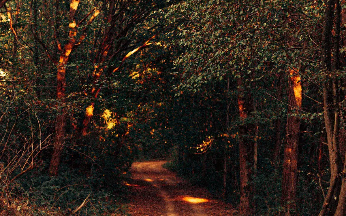 Luces solares iluminando un camino de jardín por la noche