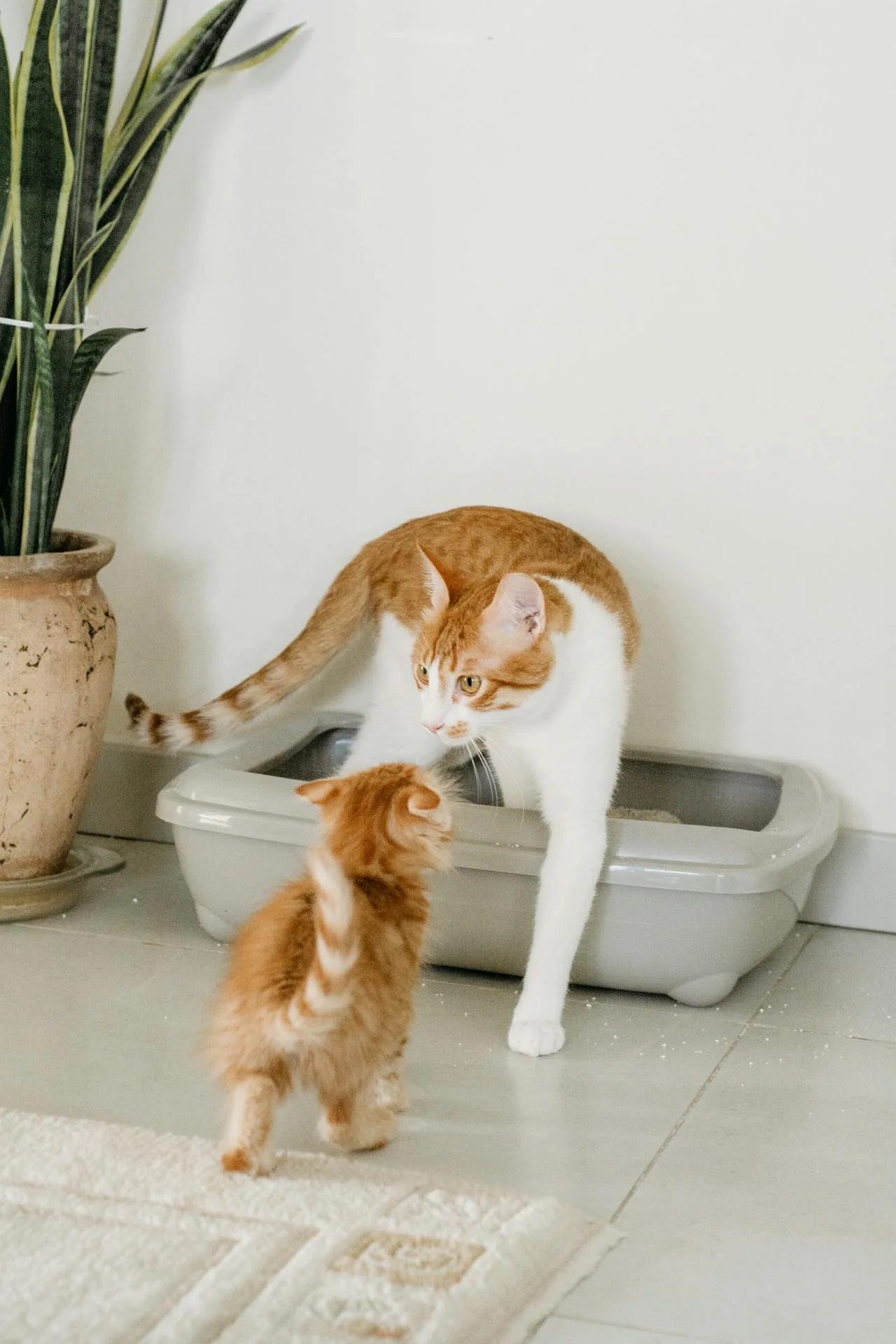 Tapete para arenero de gato frente a una caja de arena