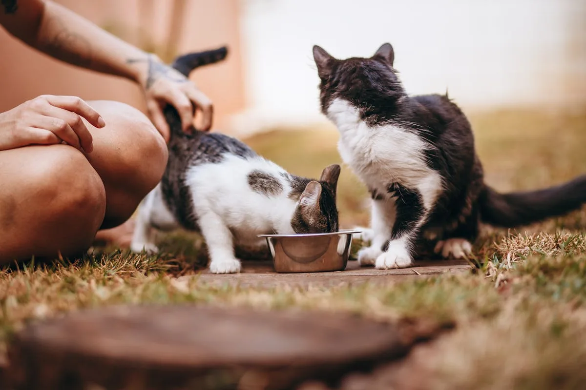 Automatic pet feeder in a home setting with a pet nearby