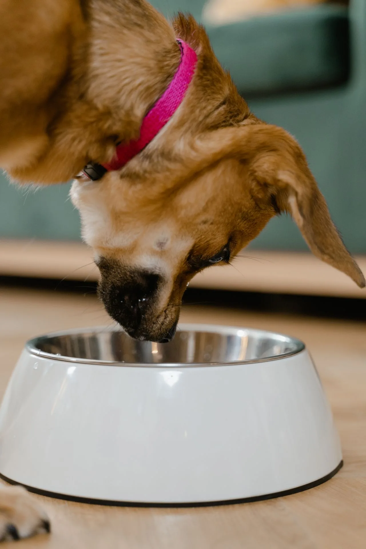 Tapete para comedero con platos de comida para mascotas
