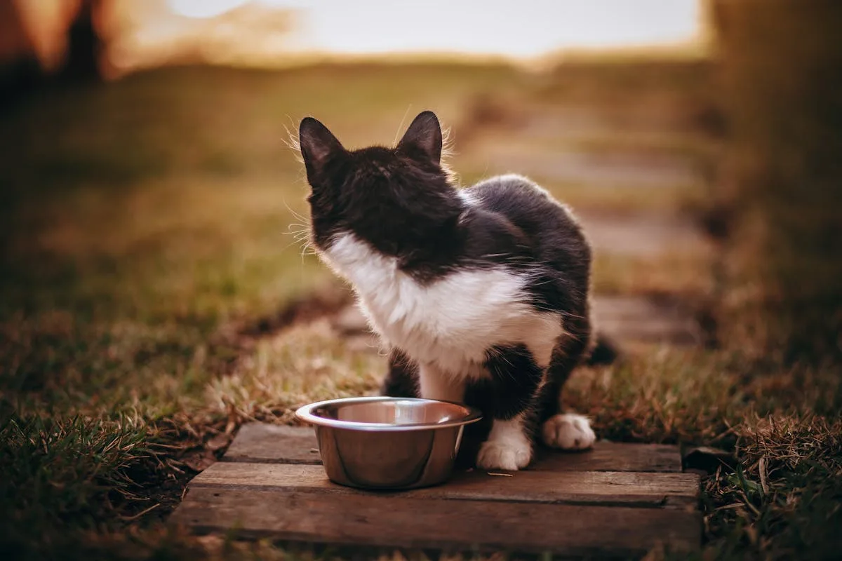 Herramientas para limpiar pelo de mascotas en el sofá