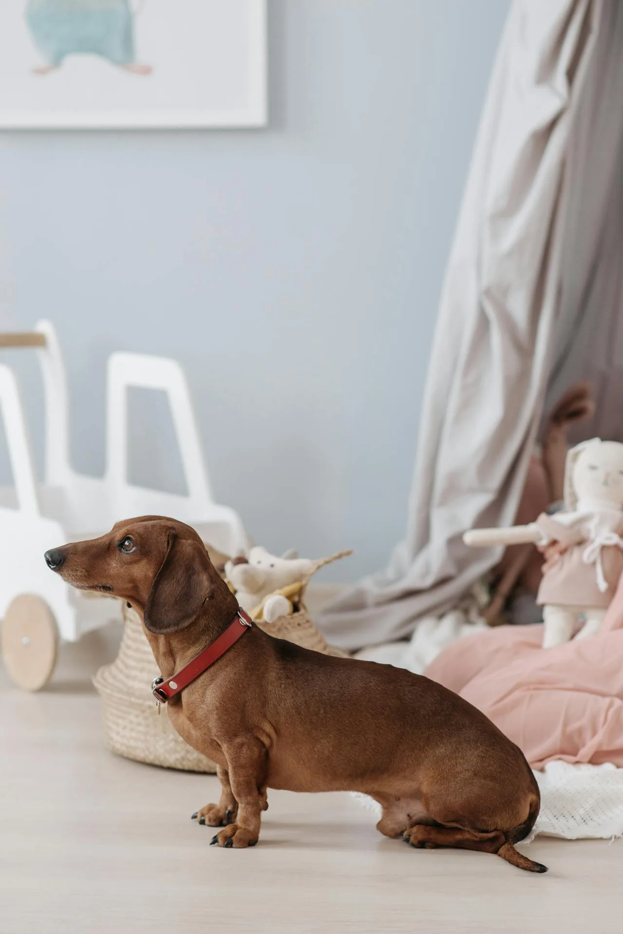 Cestas de mimbre y cuerda para organizar juguetes de mascotas